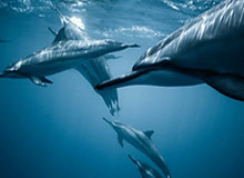 FB体育官网-.南昌八一力克对手，球队士气大增，八一南昌篮球俱乐部